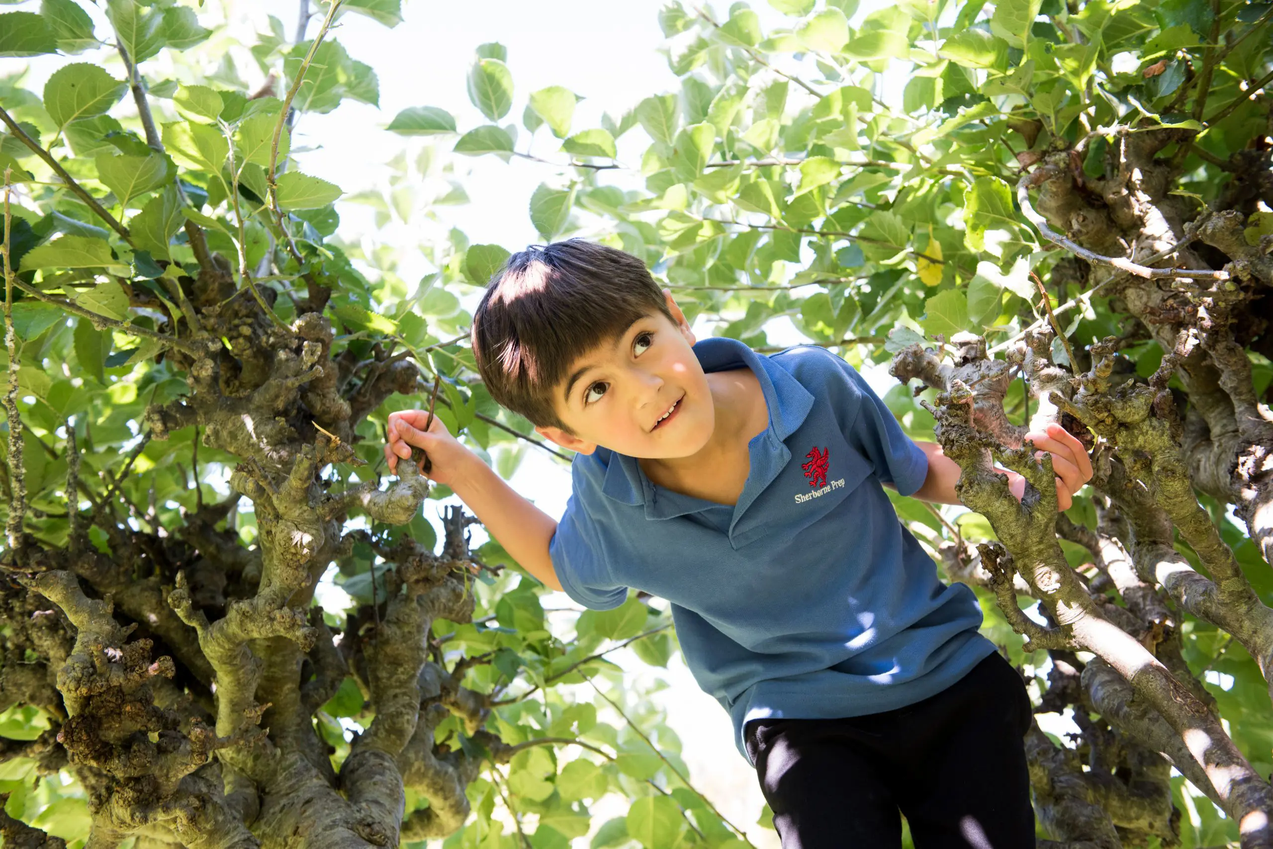 Prep Student in Tree During Outdoor Learning