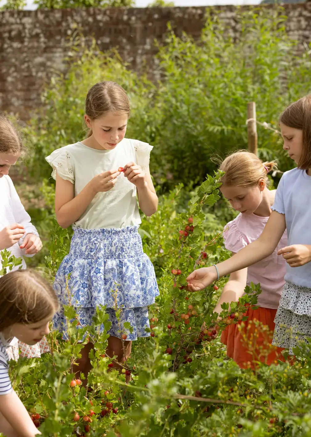 Students Pikcing Berries in Garden