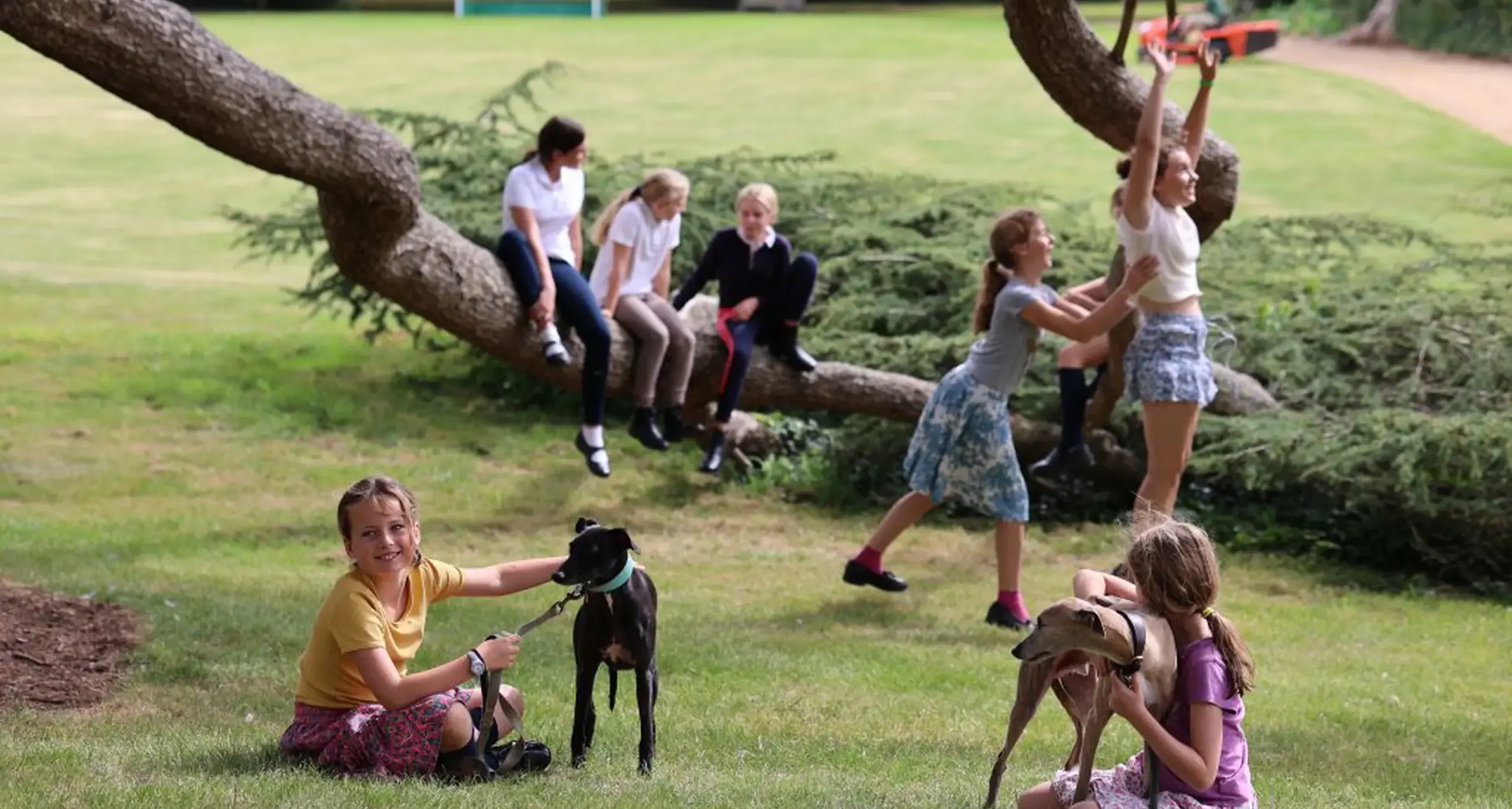 Students Playing in Tree and Sitting with Dog