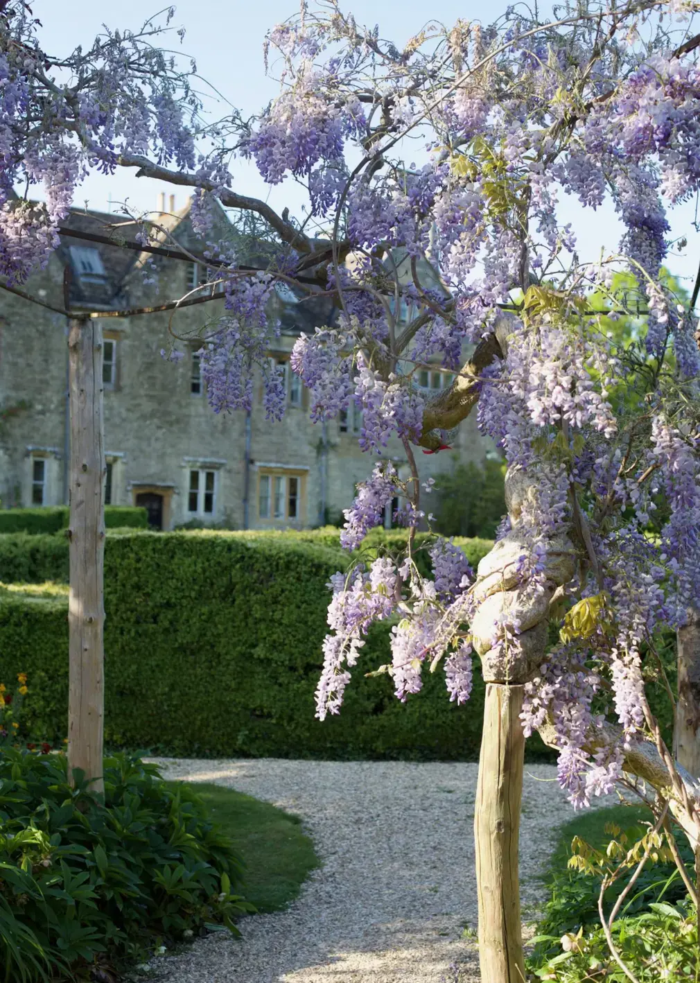 Wisteria Tree on Hanford Campus